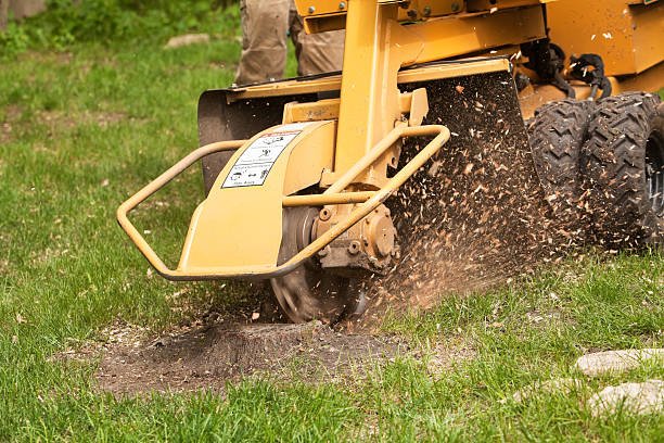 Tree Stump Removal: A Complete Guide